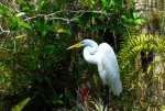 Great egret